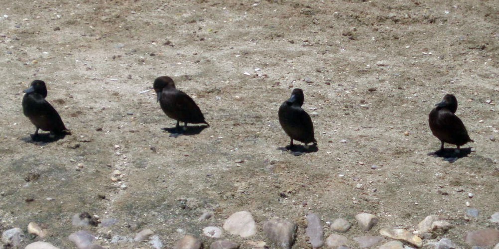 Avifauna humor